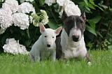 BULL TERRIER MINIATURE 163